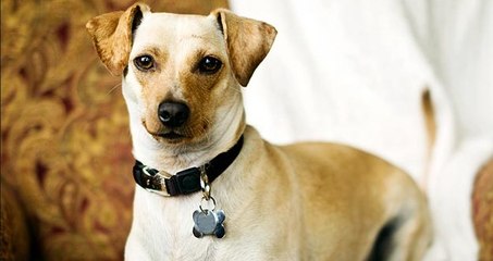 Dog With Wobbly Walk Is Just Happy To Be Alive _ The Dodo