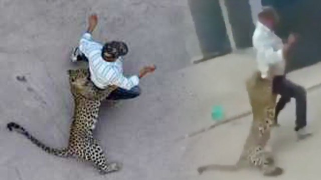 Leopard attacks Forest officials in Indore, Watch 'Shocking' video | Oneindia News