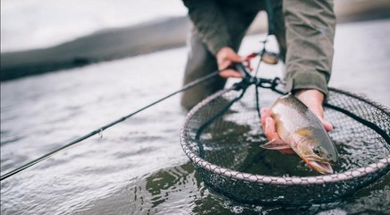 Huge Rohu Fishing Videos By Fish Watching