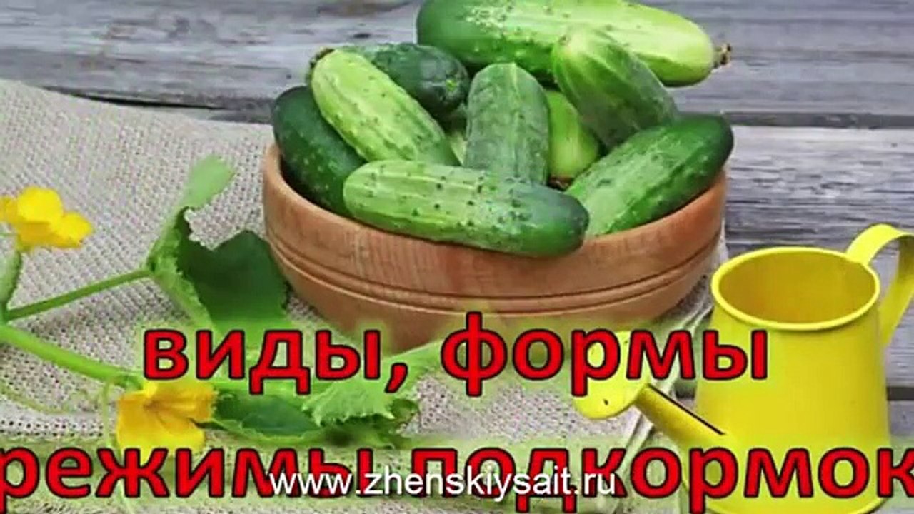 Виды, формы, режим подкормок огурцов. Народные рецепты