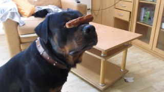 Rottweiler vs HotDog