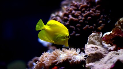 2017-グットナイトベビー（キングトーンズ-01_01