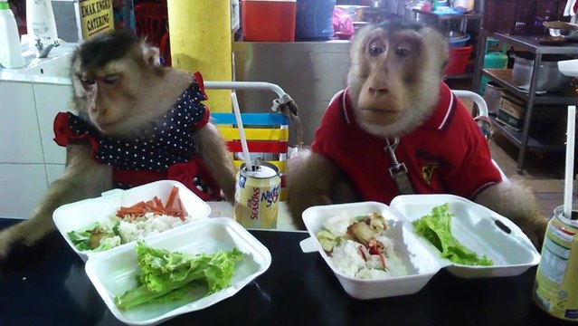 Deux singes mangent au restaurant