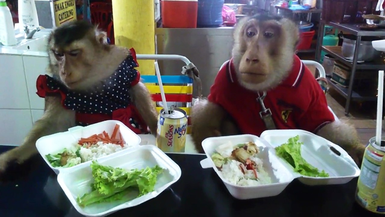 Deux singes mangent au restaurant