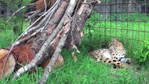 6 African Servals Rescued!