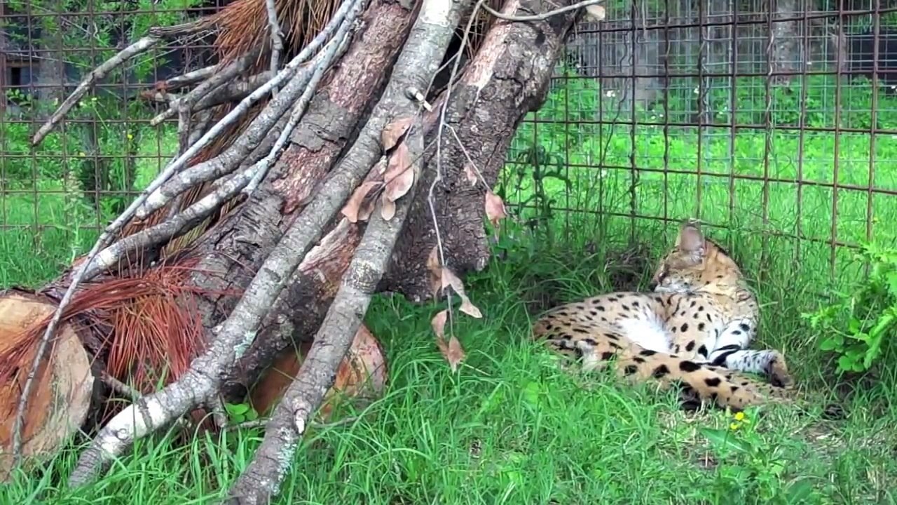6 African Servals Rescued!