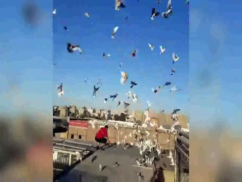 big loft breeding pigeons & pigeons lot of flying