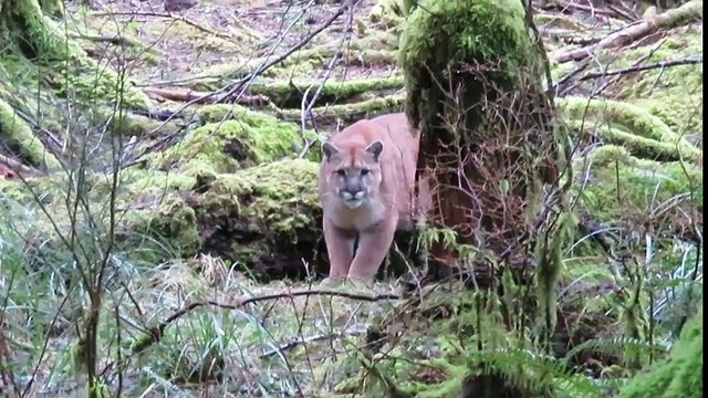 Un homme traqué par un puma
