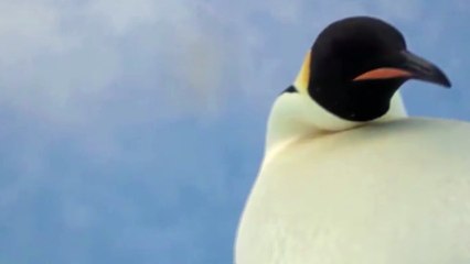 செல்பி எடுக்கும் பென்குயின் வைரல் வீடியோ