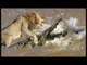 Incredible Hunters Crocodile, Lion, Elephant and Wildebeests Crossing River
