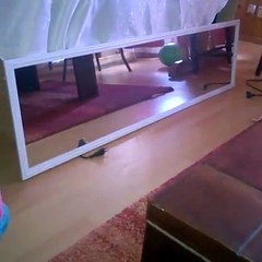 Cats And Dogs Face Himself In The Mirror Reaction