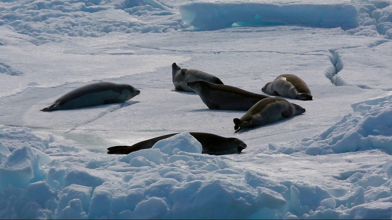A frigid journey into Antarctica