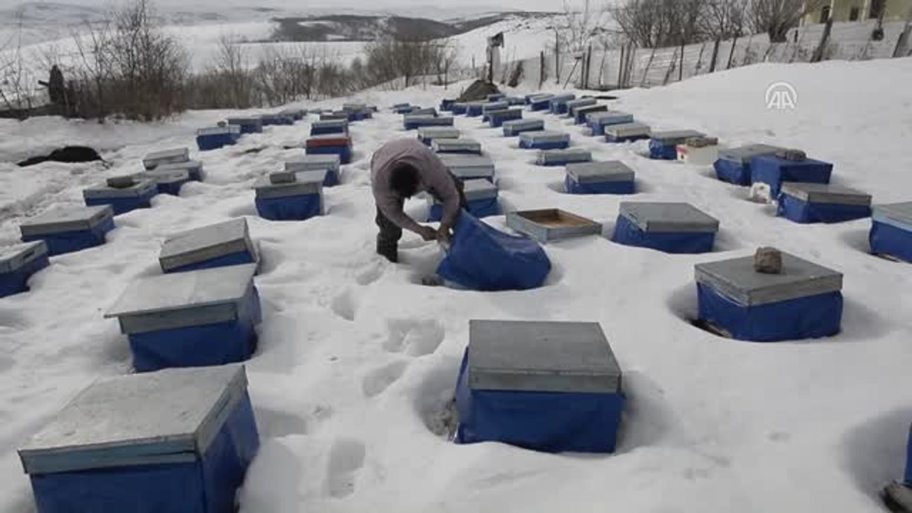 Kafkas Arısı"Nın Kar Altında Dayanıklılığı Test Edildi - Ardahan