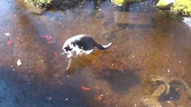 Chat vs Poissons sous la glace
