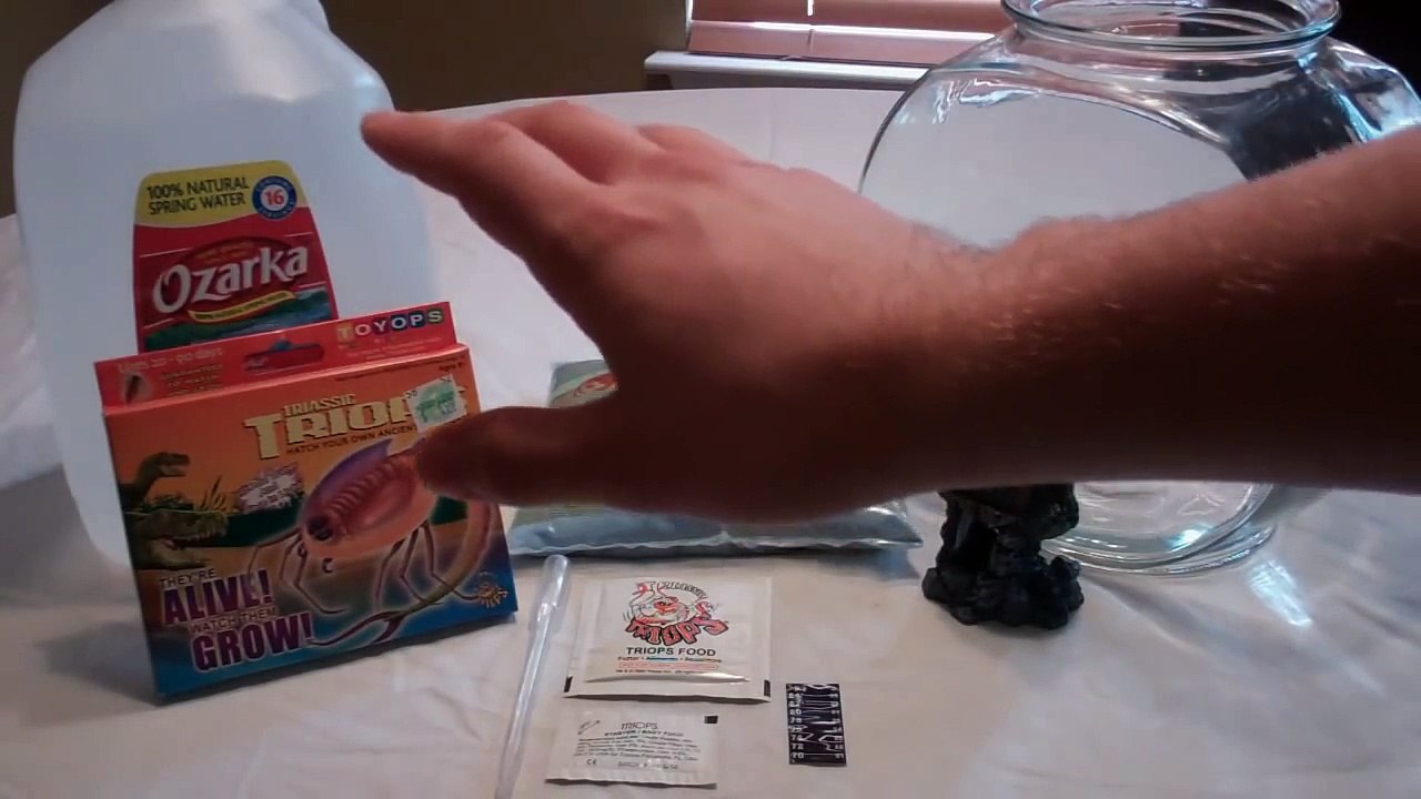Triops Tank Setup Triassic Triops
