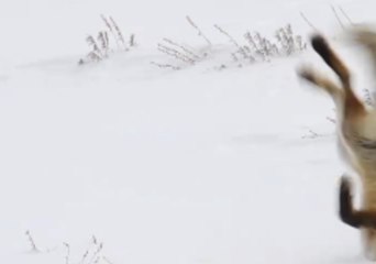 National Park Service Shares Cutest Daylight Saving Time Reminder Imaginable