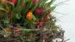 DIY - Frühlingsdeko / Osterdeko selber machen I XXL-Nest aus Zweigen I Deko mit Frühlingsblumen