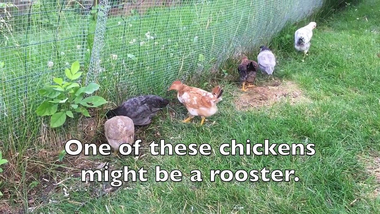 modal verbs    can, could, will, would, may, might, must, should