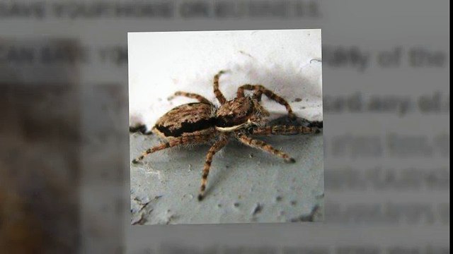 Sumo Pest Control: Reliable Pest Control McKinney TX