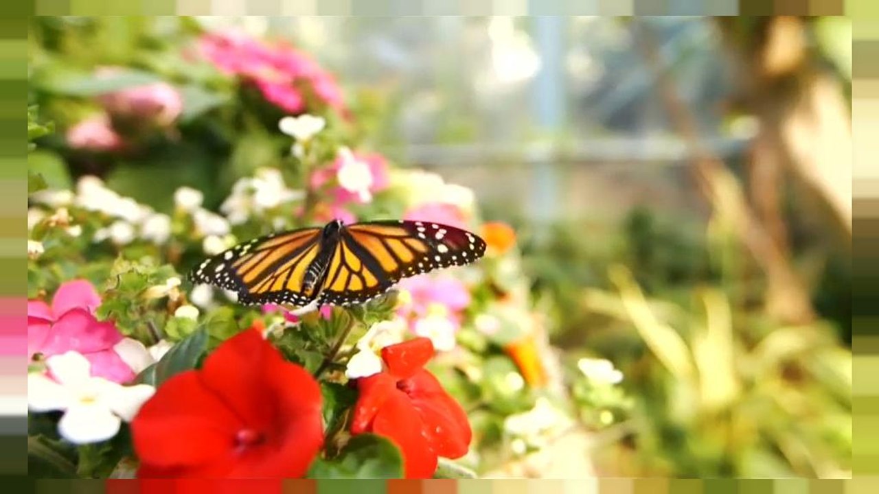 Le farfalle di San Diego, un angolo di paradiso tropicale