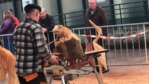 16e foire de printemps à Saint-Pierre-en-Auge