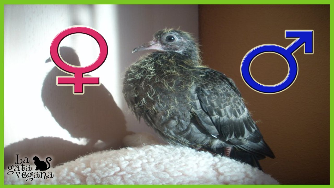 CÓMO SEXAR PICHONES GRANDES DE PALOMA | DISTINGUIR SI ES HEMBRA O MACHO | AVE COLUMBA LIVIA
