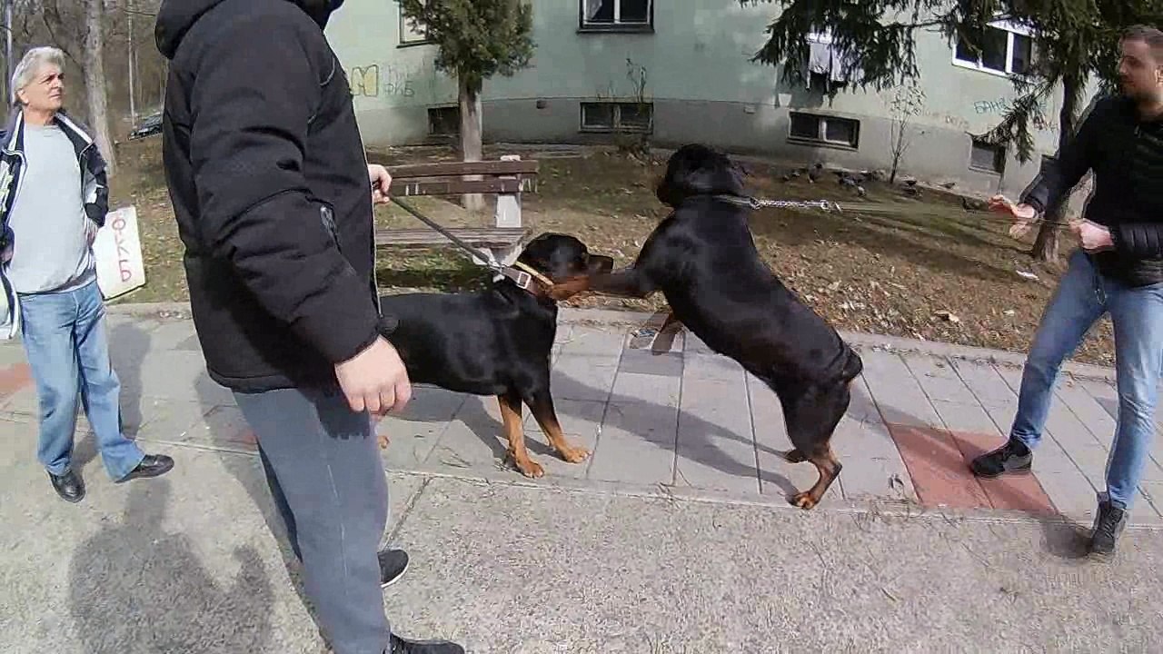 Rottweiler Courtship