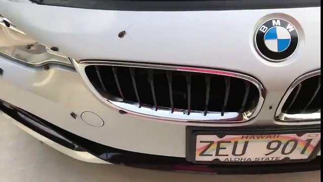 Centaines de cafards sur cette voiture BMW !!