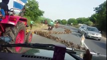Des milliers de canards traversent la route !
