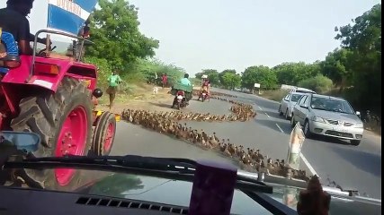Des milliers de canards traversent la route !