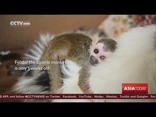 Russian zoo assigns cat as foster mother to baby monkey