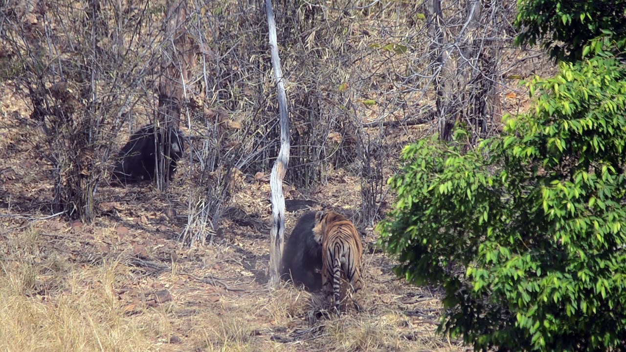 Safari Battle