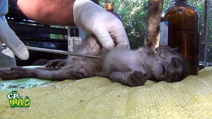 Injured Baby Monkey !