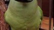 Coco the Talking Indian Ringneck Parakeet (Parrot) Talking, Kissing and being Cute