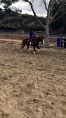 Sensations fortes pour un enfant sur un poney