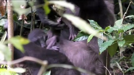 Week-old baby western lowland gorilla in Congo