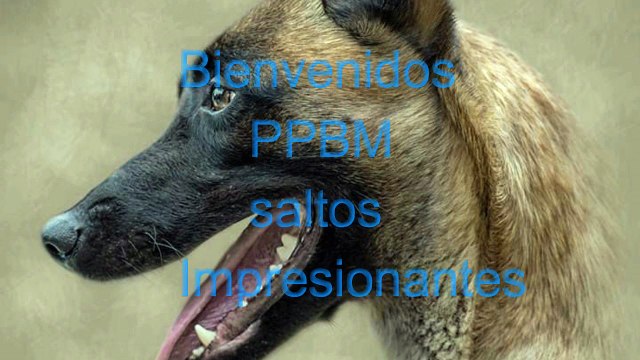 Saltos sorprendentes de pastor Belga Malinois