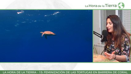 Tortugas verdes y cambio climático - Ana Merenciano