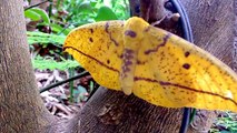 Mariposa amarela ,Mariposa Imperial , borboleta amarela ( Eacles imperialis magnifica)