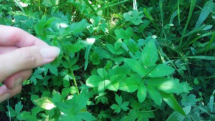 Jak odroznic podagrycznik-jak rozpoznac podagrycznik