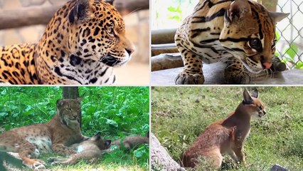 Wild Cats - Felidae and Panterinae - Wild Cat Sounds for Children to Learn