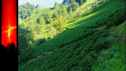 Vakfıkebir Kıranköy