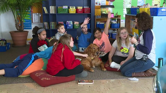 Dog Found Shot, Dragging Trap on Leg Now Serves as Therapy Dog
