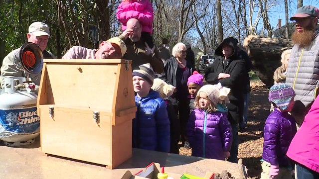 300-Year-Old Tree Cut Down in North Carolina May be Thickest Red Oak in U.S.