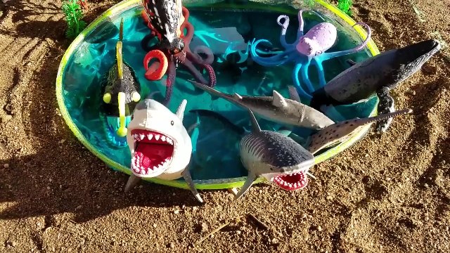 Kids Children Toddler Video Shark Toys Learn Learning Names of Sea Animals Slide Mini Pool Lagoon