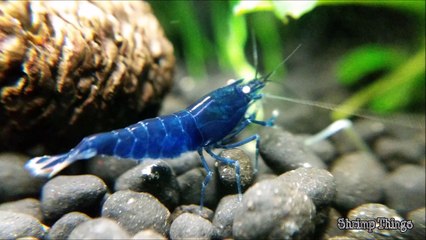 How to Set Up a Shrimp Tank & Shrimp Necessities