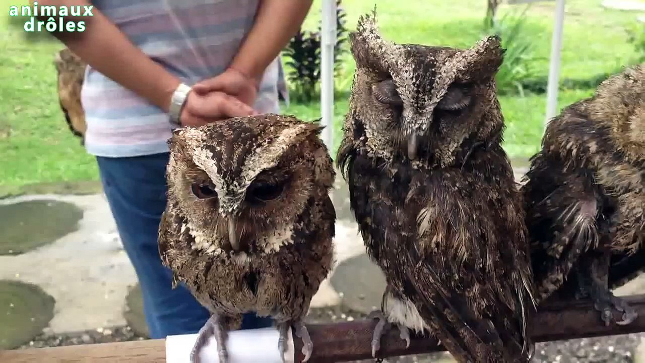 Hiboux et Owlets mignons et drôles Compilation new