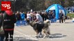 Giant Caucasian Shepherd Dog 200lbs - TDS