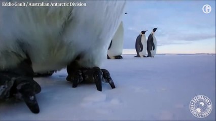Bird's-eye view_ penguins take a selfie