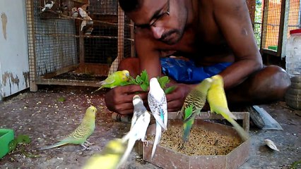 Tamed Budgie from my bird house